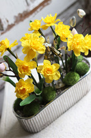 Lusilla 2, kompozycja wiosenna z żonkilami, wys.38cm