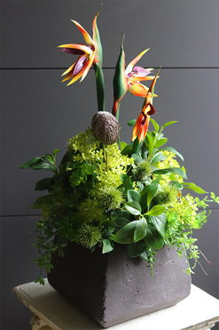 egzotyczna kompozycja w donicy, Strelicja Central Park, wys.65cm 