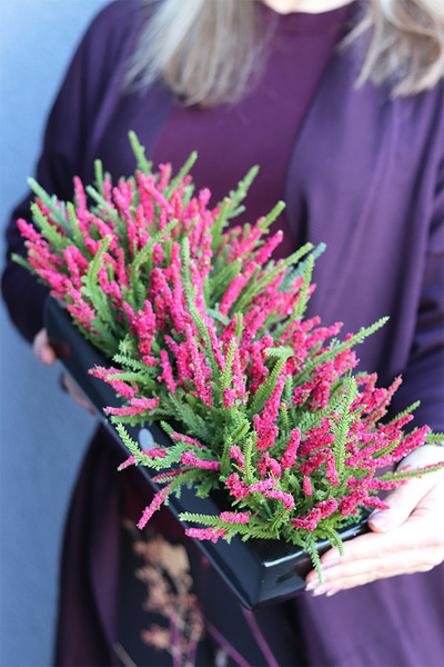 Wrzosy Cipriano Amarant, kompozycja kwiatowa w czarnej donicy