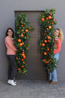 Olimpia Pomarańcze, zielona girlanda dekoracyjna z owocami