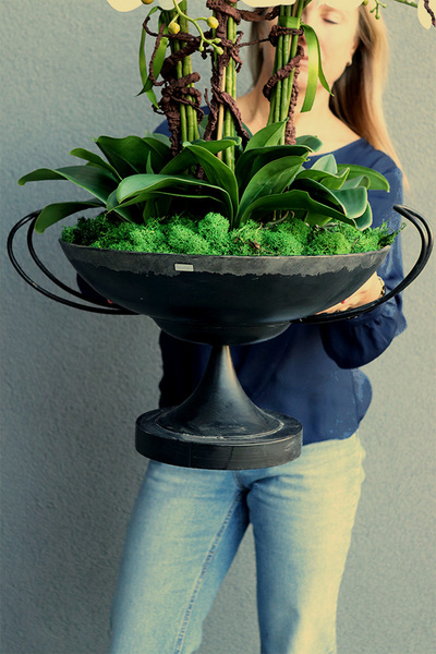 Pałacowa Komnata, elegancki storczyk w pucharze