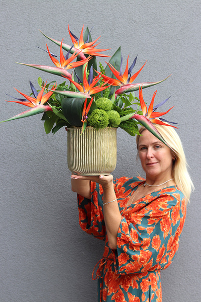 Strelicja Godenia King, kompozycja ze strelicją w złotej donicy, wys.64cm