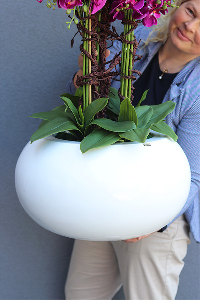  bardzo duży storczyk fiberglass, Grande Belezza Fuksja 2