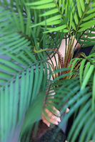 Kirabo, sztuczna palma w osłonce / donicy z tworzywa sztucznego, wys.74cm