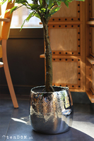 Fikus Benjamin I Deluxe, sztuczna roślina w donicy