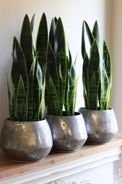 Sansewieria Sinra, roślina sztuczna w srebrnej donicy, wys.65cm