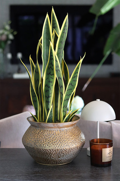 Sansewieria Eduardo, roślina sztuczna w złotej donicy, wys.66cm