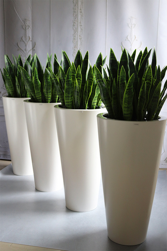 Sansewieria Della 2, roślina sztuczna w donicy