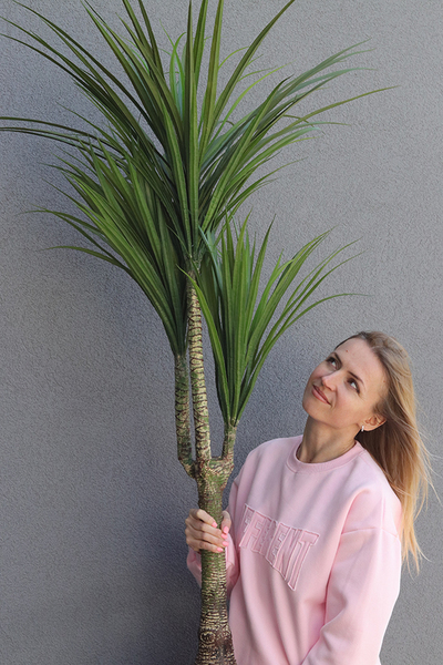 Dracena, wysokiej jakości sztuczna roślina