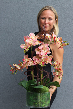 storczyk Pink Glassier, wys.64cm