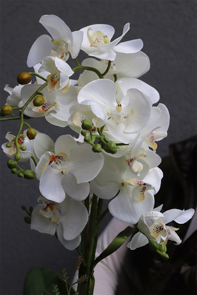 Kleneta Copper, storczyk & sukulenty w czarnej misie