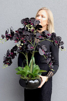 Negra Pianola, sztuczny czarny storczyk w osłonce