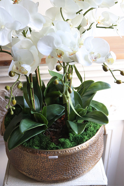 efektowny storczyk w metalowej misie, Ferrata Gold