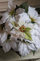 Simple Cinderella, wysokiej jakości Biała Gwiazda Betlejemska