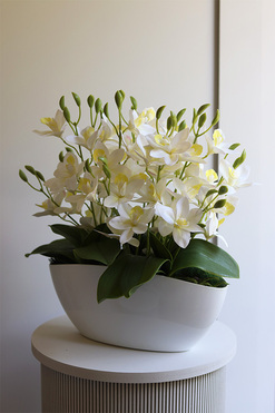 Bielate Cymbydium, storczyk w owalnej doniczce, wys.47cm