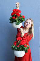 Pelargonia Red, kompozycja pelargonie w wiszącej donicy