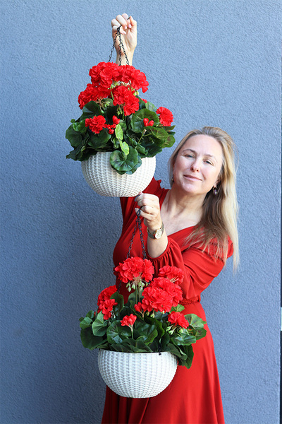 Pelargonia Red, kompozycja pelargonie w wiszącej donicy