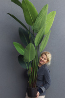 Bananowiec, sztuczne drzewko w donicy