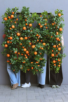 Olimpia Pomarańcze, zielona girlanda dekoracyjna z owocami