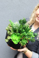 Suculentis Gaina, zielona kompozycja z sukulentami