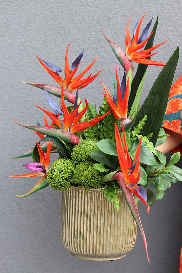 Strelicja Godenia King, kompozycja ze strelicją w złotej donicy, wys.64cm