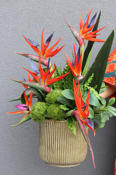 Strelicja Godenia King, kompozycja ze strelicją w złotej donicy, wys.64cm