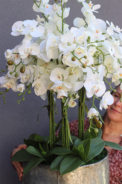bardzo elegancki storczyk Srebrna Bajka