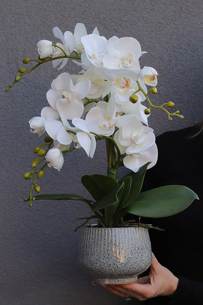 Ferelita Mineni 3, stylowy storczyk w doniczce ze wzorem