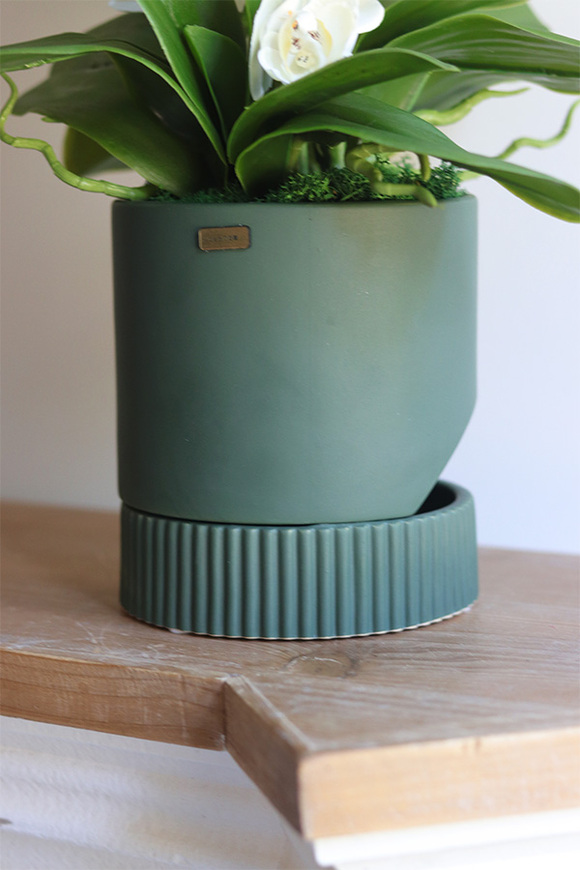 Beira Green, elegancki storczyk w zielonej donicy