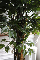 fikus Benjamin, sztuczne drzewko, wys.200cm