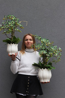 Green Tulippo, zielony storczyk w doniczce