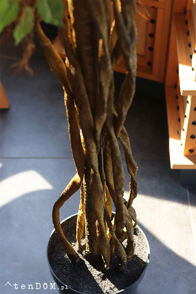 Fikus Benjamin, sztuczna roślina w doniczce