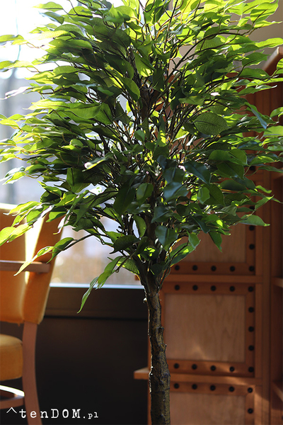 Fikus Benjamin I Deluxe, sztuczna roślina w donicy