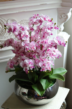 Pink Hotel, ekskluzywny storczyk w srebrnej donicy, wys.58cm 