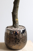 Gredde, sztuczne drzewko w ceramicznej donicy