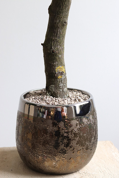 Gredde, sztuczne drzewko w ceramicznej donicy