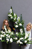 White Orchidera kompozycja nagrobna w plastikowym naczyniu