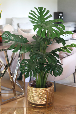 Monstera Golden Knot, sztuczne drzewo w doniczce, wys.150cm