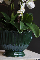 Green Embassy, nowoczesny storczyk w zielonym pucharze