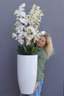 Grande Luise Fiberglass, gumowy storczyk w białej donicy, wys.144cm 