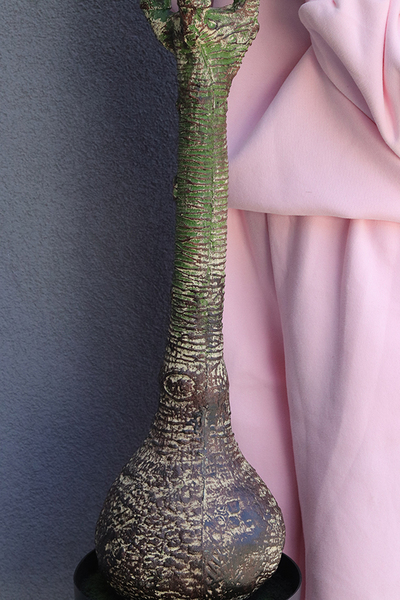 Dracena, wysokiej jakości sztuczna roślina