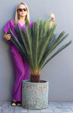 Cykas Hillton, sztuczna roślina w donicy, wys.130cm