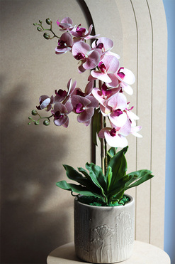 Pink Dandelions, gumowy storczyk w osłonce, wys.73cm 