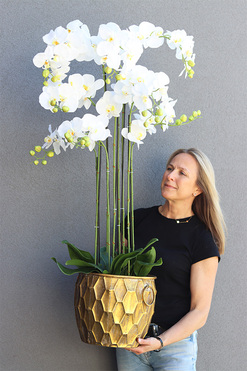 Andaluzja Fellis, storczyk w złotej donicy, wys.120cm