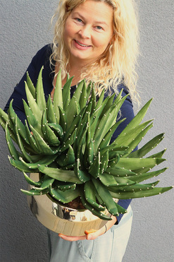 Krefia Mesta, zielona kompozycja w złotej donicy, wys.41cm