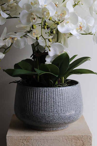 Ferelita Mineni, stylowy storczyk w doniczce ze wzorem