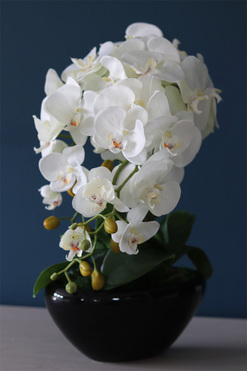 Blackino, storczyk w czarnej donicy, wys.50cm 