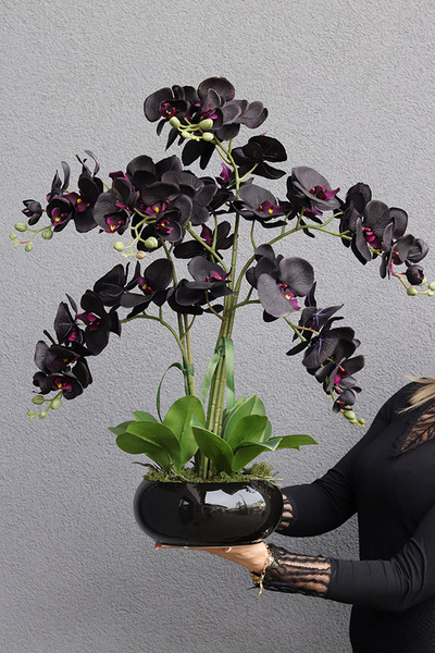 Negra Pianola, sztuczny czarny storczyk w osłonce