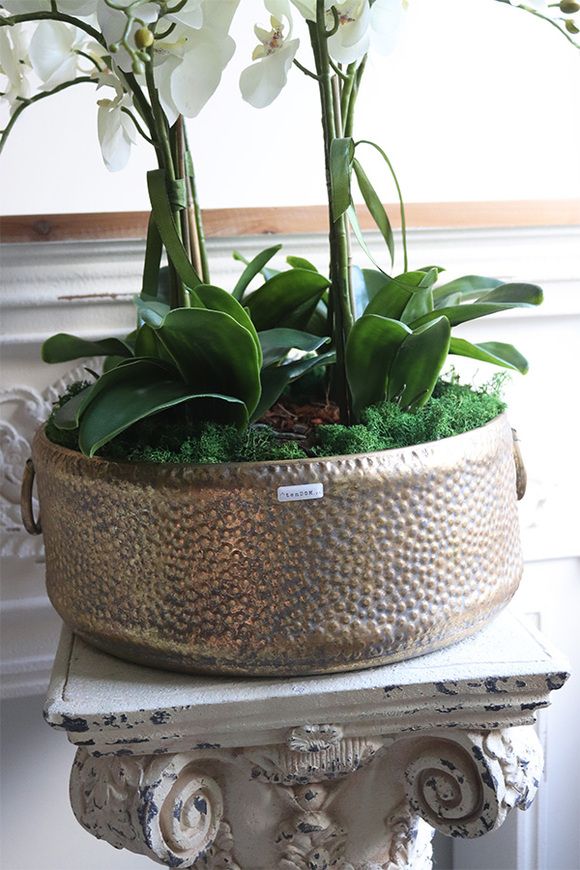 efektowny storczyk w metalowej misie, Ferrata Gold