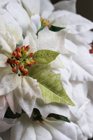 Simple Cinderella, wysokiej jakości Biała Gwiazda Betlejemska